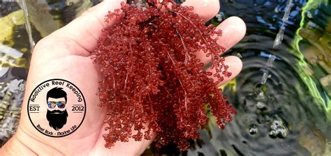 Red Grape Caulerpa Or Kelp Botryocladia Spmacro Algae Refugium Super