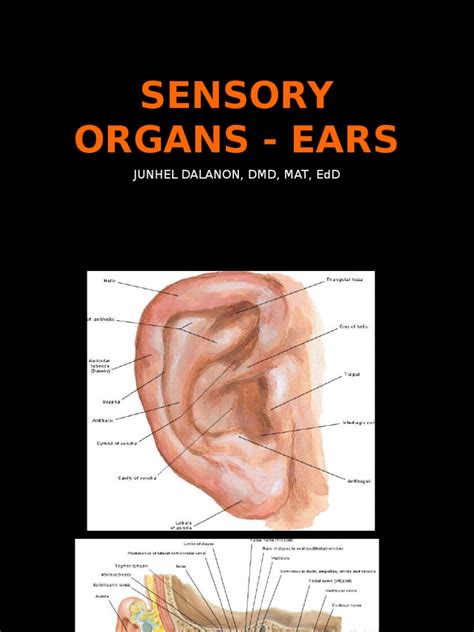 Sensory Organs Ears Ear Human Anatomy