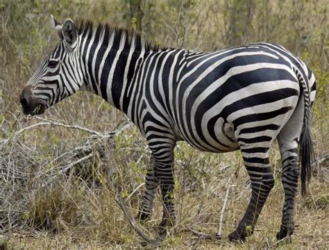 Plains Zebra The Animal Facts Appearance Diet Habitat Behavior