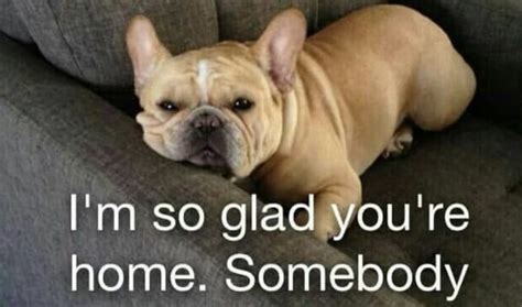 9 funniest french bulldog memes, funny french bulldogs. 14 Best French Bulldog Memes That Will Make You Laugh ...