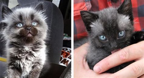 The mutation for polydactylism can spontaneously occur in any cat breed. Amazing Color-Changing Kittens: What Is Fever Coat ...