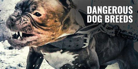 Top 17 Most Dangerous Dog Breeds Statistics Myths Faq And Guide