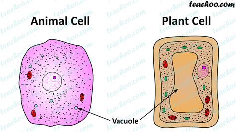 A really obvious difference is in the outer shell of the cell. Important Points of Cytoplasm - Cells - Chapter 8 Class 8 ...
