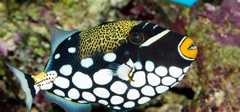 Reef Friendly Triggerfish Species Tropical Fish Hobbyist Magazine