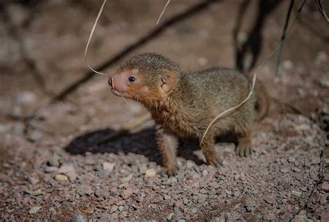 Dwarf Mongoose Triplets Born At Chester Zoo