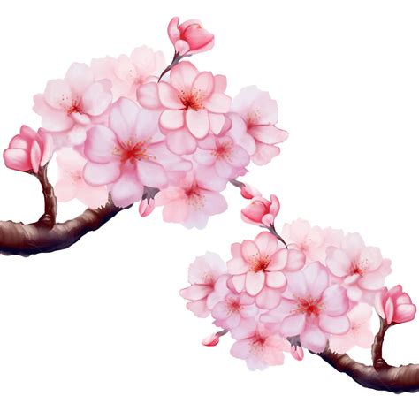 Japanese Cherry Blossoms Branch With Pink Flowers Vector Cherry