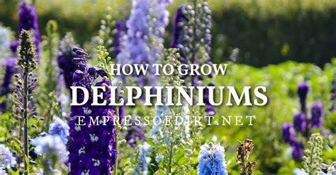 The Complete Guide To Growing Delphiniums In Your Garden