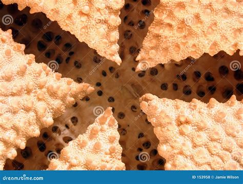 Inside A Starfish Stock Photo Image Of Invertebrate Biology 153958