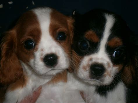 Meet lollipop, a cavalier king charles spaniel mix dog for adoption, at cocker spaniel rescue of austin/san antonio in austin, tx on petfinder. Cavalier king charles puppies for sale | Llandeilo ...