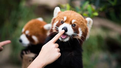 Cute Red Panda With Human Rredpandas