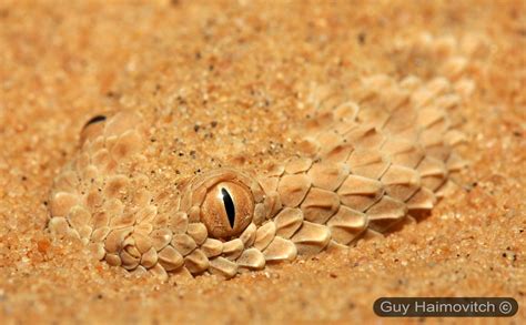Dwarf Sahara Sand Viper Cerastes Vipera עכן קטן In Ambus Flickr