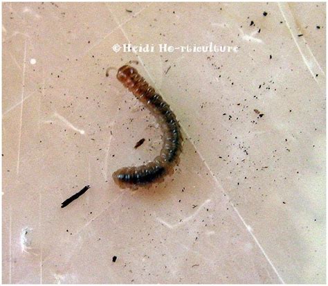 Top 15 Of Small Black Maggots In House Pliskinmacready
