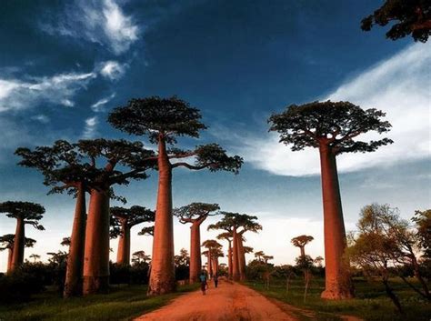 4 Fakta Pohon Baobab Pohon Dari Surga Seharga Rp750 Juta Yang Tumbuh Di Taman Kota Jaktim