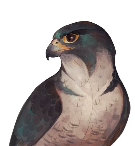 On Deviantart Falcon Art Bird Art