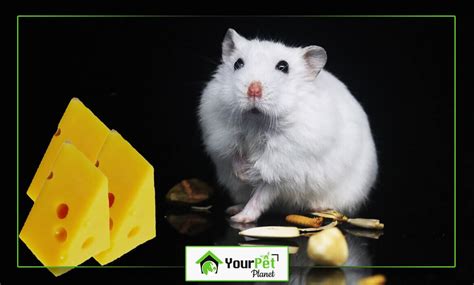 Can Hamsters Eat Cheese Hamster Your Pet Planet