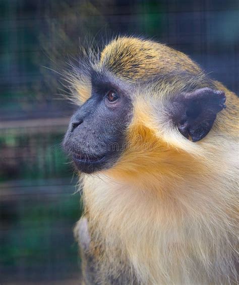 Selective Of A Green Monkey Chlorocebus Sabaeus In A Zoo Stock Photo