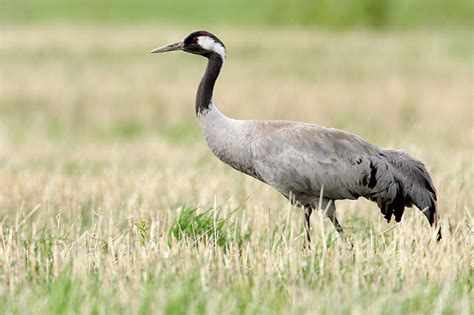 Der kranich (grus grus), auch grauer kranich oder eurasischer kranich, ist ein vertreter der familie der kraniche (gruidae). Kranich-Informationszentrum mit KRANORAMA - NABU