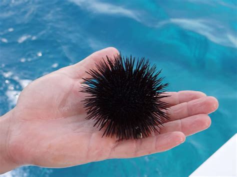 First Aid For Embedded Sea Urchin Spines And Jelly Fish Stings Online