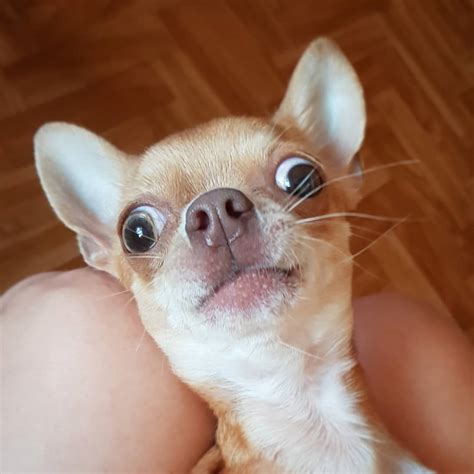 15 Pictures That Prove Chihuahuas Are Perfect Weirdos Pet Reader