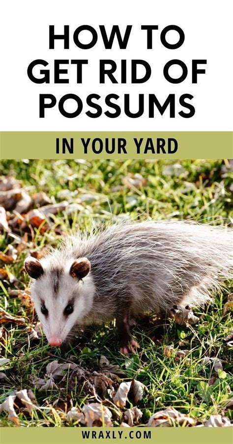How To Get Rid Of Possums In Your Yard Organic Gardening Tips In 2022