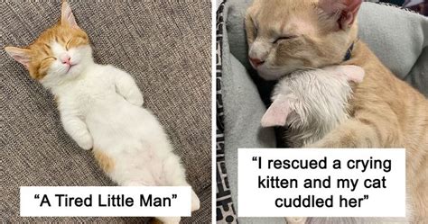 People Are Sharing Pics Of Their Cats Sleeping And The Pics Will Surely