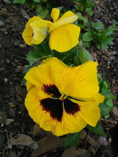 Maybe you would like to learn more about one of these? My favorite flower | Plants, Flowers, My favorite things