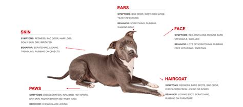 What Foods Are Pitbulls Allergic To