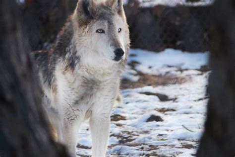 Elmwood Park Zoo Gray Wolf Dies At 16 Phillyvoice