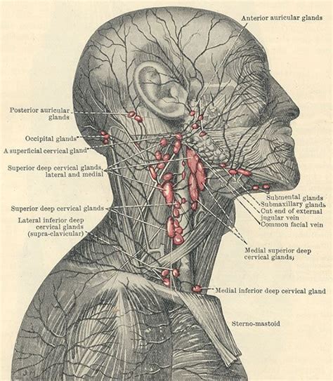 The vocal cords are attached to the back of this prominence, and muscles attached to the oblique line, on the outer surface of the cartilage, to the. Superficial lymphatic system and lymph nodes in the area ...