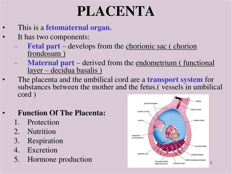 Ppt Placenta Powerpoint Presentation Free Download Id477900