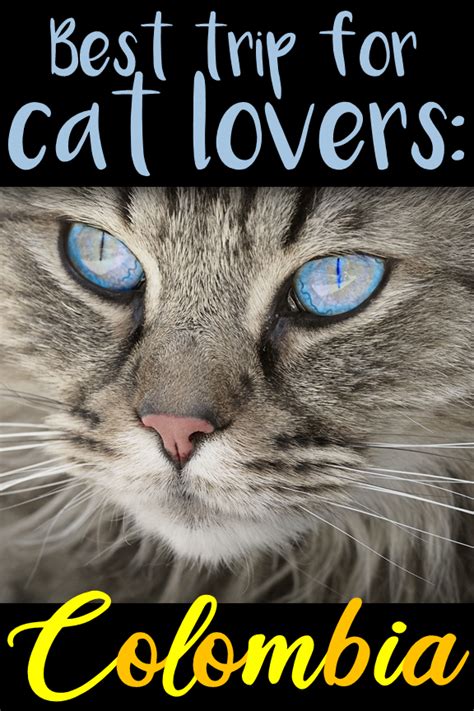 Crafted beverages are available as a reservation upgrade for an additional $2.50. The World's Best Cat Cafe: Medellin, Colombia | Colombia ...