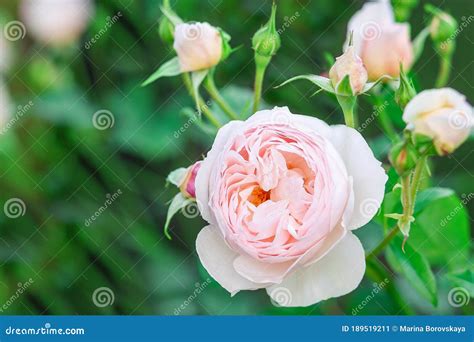 Charming Pink English Rose Austin In The Garden With Closed Buds Stock