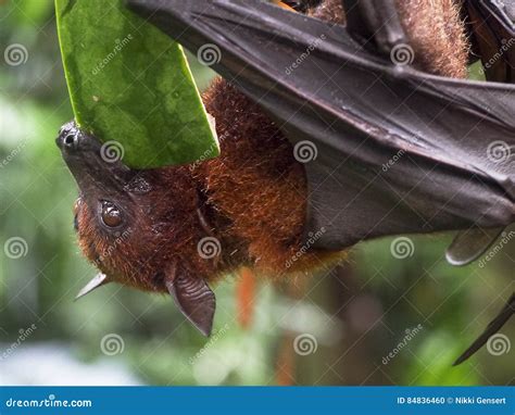 Giant Fruit Bat Eating Watermelon Stock Photo Image Of Giant Wings
