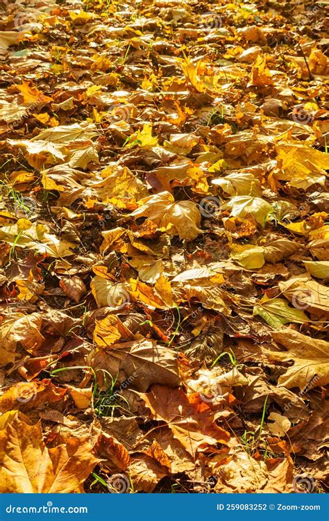 Yellow Fallen Leaves On The Ground Stock Photo Image Of Light