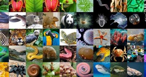 Biodiversity Definition Types Genetic Species And Ecological Diversity