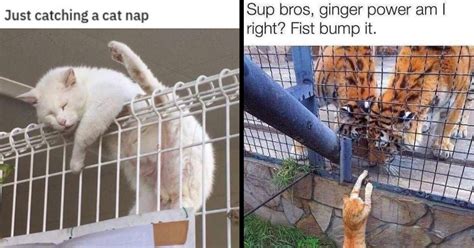 Purrfectly Hilarious Cat Memes To Help You Laugh Through The Pain