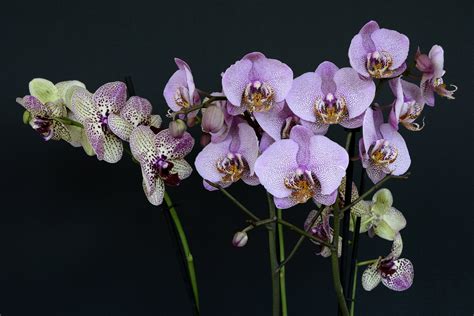 1920x1080 Wallpaper Purple Moth Orchid Peakpx