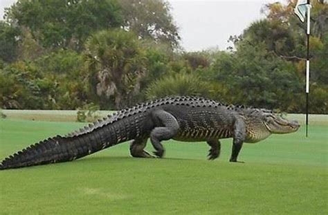 Riesiger Alligator Besucht Golfplatz In Florida