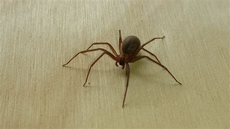Spider That Looks Like Brown Recluse