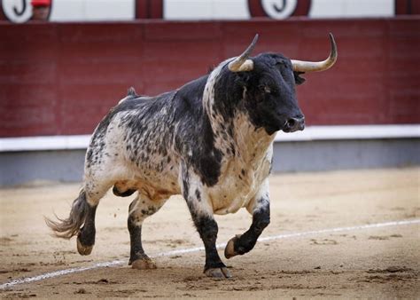 The Modern Fighting Bull Is An Athlete Overwhelmed By Stress And Obesity Análisis Veterinario