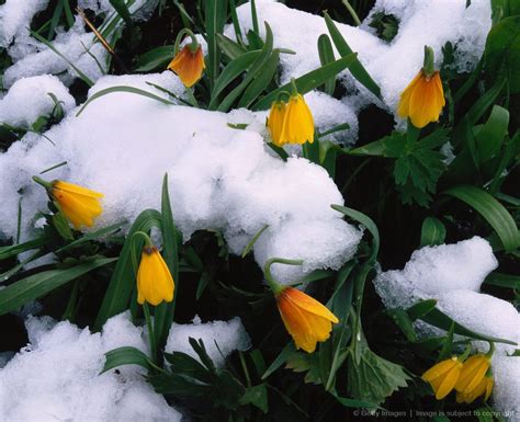 Rocky Mountain Flowers Covered In Snow Yellow Fritillary Covered With
