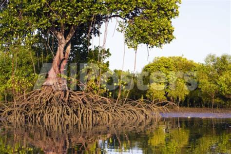 Red Mangroves Showing Distinctive Prop Roots Photographic Print