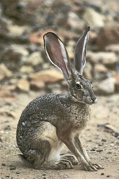 Black-tailed jackrabbits (Lepus californicus) are widespread on the