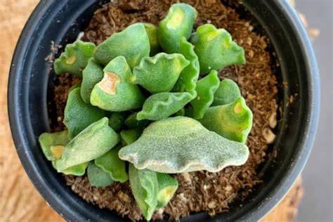 The Best Indoor Succulents That Anyone Can Grow Merry About Town