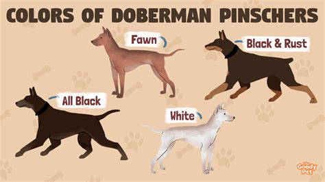 6 Colors And Patterns Of A Doberman Pinscher The Goody Pet