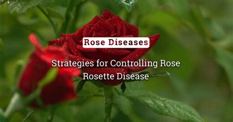 The Rosette Strategies For Controlling Rose Rosette Disease