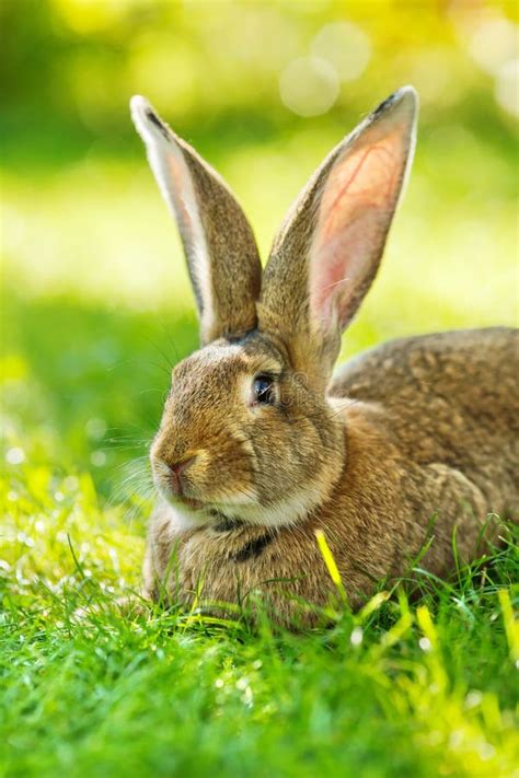 Brown Rabbit Sitting In Grass Stock Image Image Of Light Natural 46203199