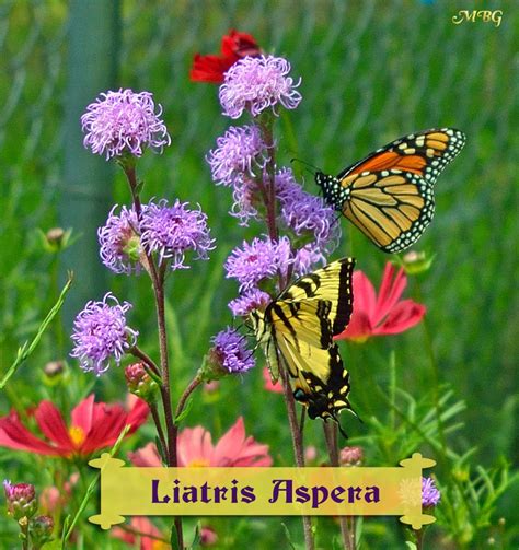 Aug 09, 2014 · i have a few plants of incarnata growing in partial shade and dry sandy soil on the new jersey shore. Butterfly Plants List- Butterfly Flowers and Host Plant ...