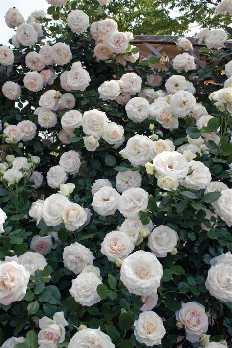 White Eden® Climbing Rose White Climbing Roses Climbing Roses