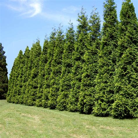 The thuja green giant plants had grown taller and bigger. Thuja Green Giant Evergreen Trees for Sale ...